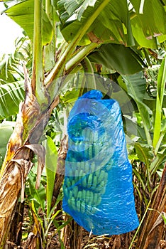 bunch of bananas covered with a blue plastic bag, in Martinique,