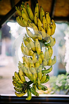 A bunch of bananas displayed on a stand