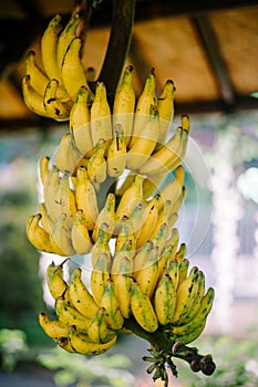 A bunch of bananas displayed on a stand