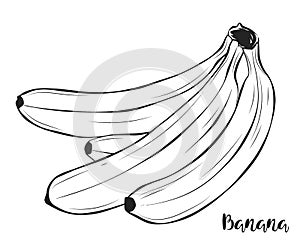 A bunch of bananas. Fruit. Vector.