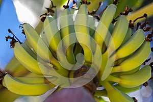 Bunch of bananas growing on banana tree closeup