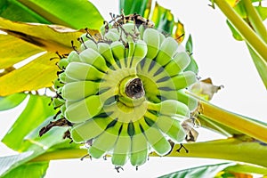 Bunch of bananas hanging on a tree