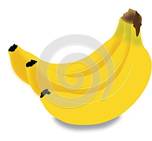 Bunch of bananas isolated. Vector illustration