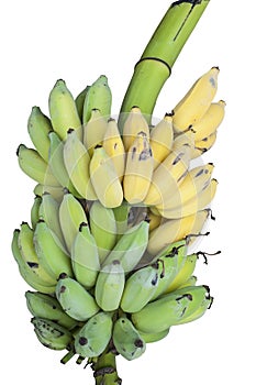 Bunch of bananas isolated.