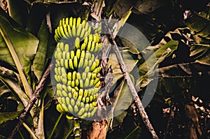 Bunch of bananas. Large banana tree close up. Colorful fruits. Texture background. Tropical banana. La Palma, Canary Islands