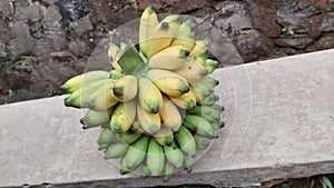 A bunch of bananas, the top part is yellow and the bottom part is green, the name of the banana is putri banana or ironwood banana photo