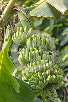 bunch of bananas on tree