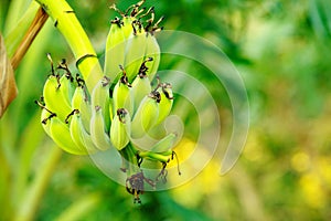 Bunch of bananas on tree