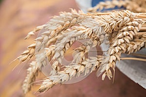 Bunch of barley ears on blurry background