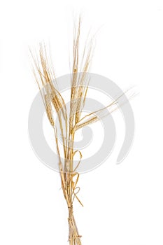 Bunch of barley with spikelet on a light background