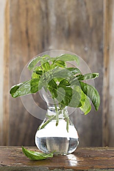 Bunch of Basil in vase with water