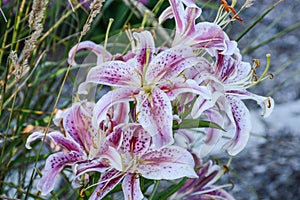 A Bunch of Beautiful Asian Daylilies