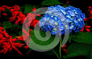 Blue hydrangea flower bunch surrounded by twin flowered nightshade lycianthes biflora flowers photo