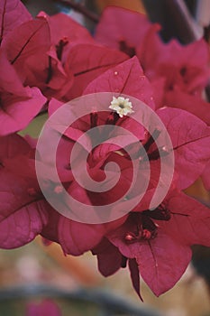 Bunch of bugambilias