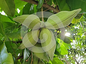 The bunch beautiful of Chinese chestnut in Thailand.