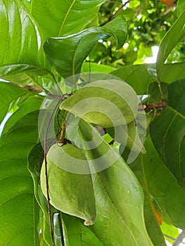 The bunch beautiful of Chinese chestnut in Thailand.