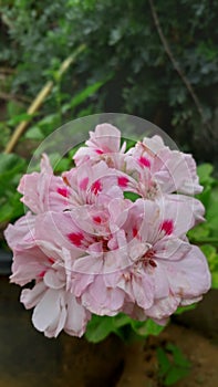 A bunch of beautiful and colorful Pink color flowers.