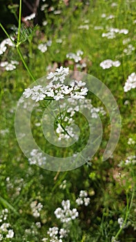 Bunch of beautiful coriander leaves and flowers growing in a branch at the mounatain