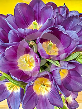 Bunch of beautiful flowers. Purple tulips close up.