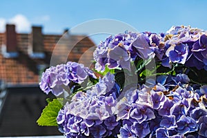 Bunch of beautiful lilac flowers closeup with blue sky in background