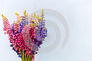 Bunch of beautiful lupine purple flowers against grey background. Bouquet of vivid summer flowers