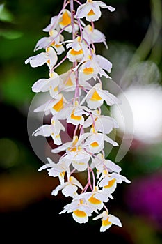 Bunch beautiful orchid flowers blooming in garden
