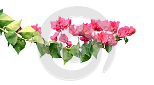 A bunch of beautiful pink bougainvillea flower blossom on white isolated background. photo