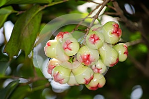 Bunch of beautiful pink green rose apple Syzygium aqueum on its branch at topical botanical garden in Thailand.