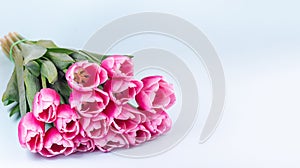 Bunch of beautiful pink white tulips on light blue background, horizontal, copy space