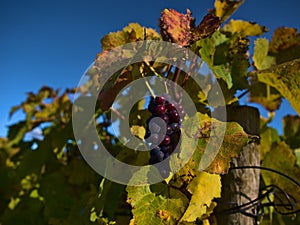 Bunch of beautiful purple colored ripe vine grapes surrounded by fading leaves with green, yellow and red colors.