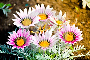 Bunch of Beautiful purple Gazania rigens plant grow on a flower bed in a spring season at a botanical garden.