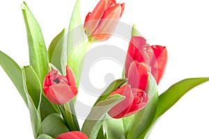 A bunch of beautiful red tulips