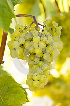 Bunch of beautiful, ripe white wine grapes growing on a grapevine in vineyard