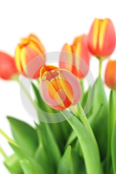 Bunch of beautiful tulips