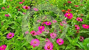 A bunch of Beauty colorful zinnia fflower growth lush in the yard photo