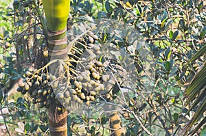 A bunch of betel nuts hanging on areca nut palm