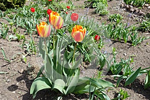 Bunch of bicolor red and yellow flowers of tulips