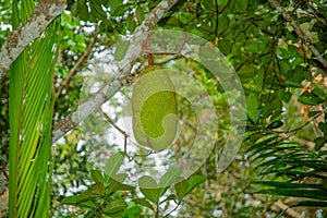 Bunch of big green jack fruits growing on a tree