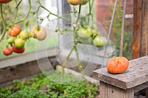 Bunch of big green tomatoes on a bush, growing selected tomato