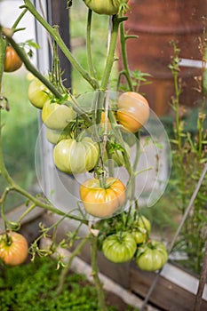 Bunch of big green tomatoes on a bush, growing selected tomato