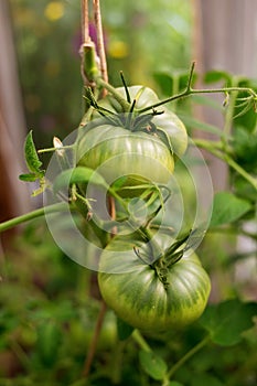 Bunch of big green tomatoes on a bush, growing selected tomato