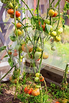 Bunch of big green tomatoes on a bush, growing selected tomato