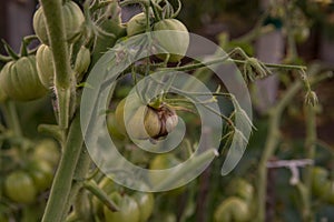 Bunch of big green tomatoes on a bush, growing selected tomato in a greenhouse.Green tomatoes among the branches