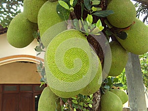 Bunch of big and old jackfruit on the tree at the frontyard