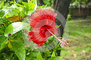 Bunch of big red petals of Hawaiian hibiscus blossom cover around long stamen and pistil, known as Shoe flower, Chinese rose