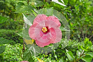 Bunch of big yellow petals of Hawaiian hibiscus blossom cover around red long stamen and pistil, known as Shoe flower