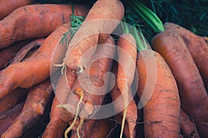 Bunch of bio carrots closeup , raw and unwashed