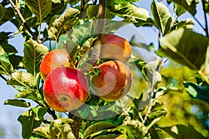 A bunch of bio organic red apples growing on the branches of an apple tree in an orchad