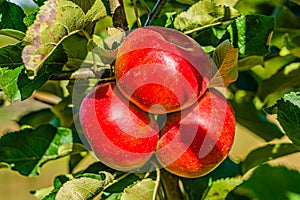 A bunch of bio organic red apples growing on the branches of an apple tree in an orchad