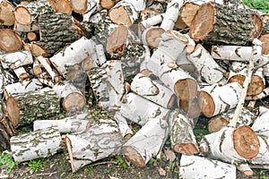 A bunch of birch logs, firewood harvesting